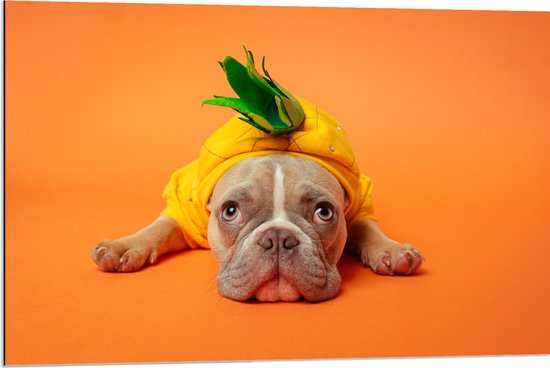 WallClassics - Dibond - Hond met Ananas Pak bij een Oranje Achtergrond - 90x60 cm Foto op Aluminium (Met Ophangsysteem)