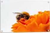 Tuinposter – Bij op Bloemblad van Oranje Bloem - 75x50 cm Foto op Tuinposter (wanddecoratie voor buiten en binnen)