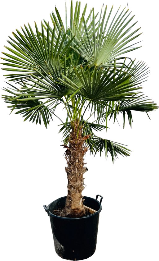 Sunnytree - Palmboom Trachycarpus fortunei - Winterharde Palmboom voor buiten -... |
