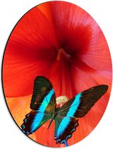 Dibond Ovaal - Blauwe Vleugels van Vlinder tegen Binnenkant van Rode Bloem - 30x40 cm Foto op Ovaal (Met Ophangsysteem)