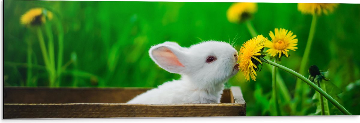 Dibond - Baby Konijntje in Houten Kistje tussen Gele Paardebloemen - 90x30 cm Foto op Aluminium (Met Ophangsysteem)