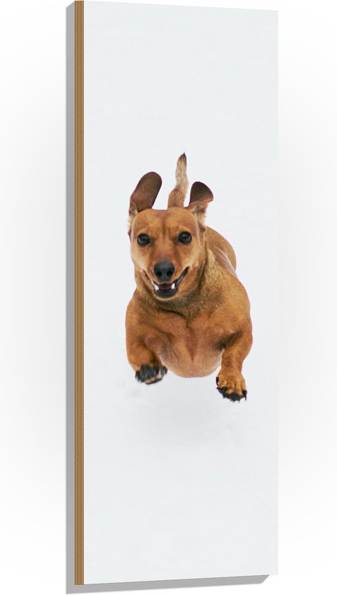 Hout - Blij Springende Kleine Bruine Hond op Witte Achtergrond - 40x120 cm - 9 mm dik - Foto op Hout (Met Ophangsysteem)