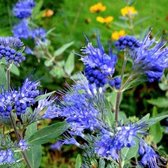 Caryopteris Clandonensis 'Kew Blue' - Blauwe Spirea - 30-40 cm in pot: Struik met donkerblauwe bloemen en aromatisch blad, bloeit in de late zomer.