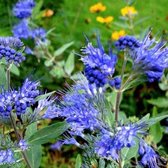 Caryopteris Clandonensis 'Kew Blue' - Blauwe Spirea 30-40 cm in pot