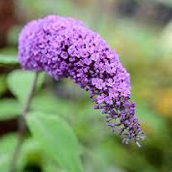 Buddleja Davidii Purple Emperor - Arbre aux papillons 30-40 cm pot