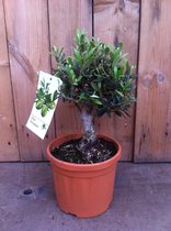 Olijf Bonsai