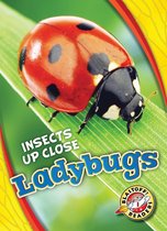 Insects Up Close - Ladybugs