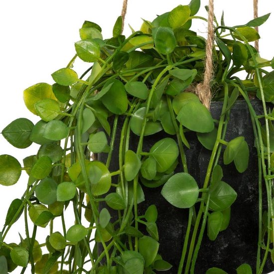 Eucalyptus plant - Verzorging & info