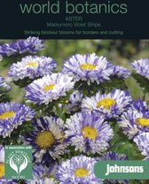 World Botanics - Aster Matsumoto Violet Stripe