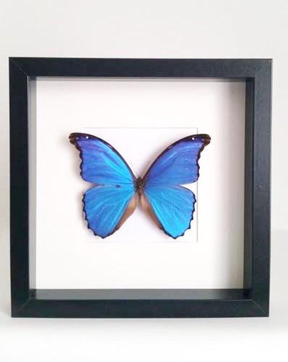 Zwart Wandrek Vlinder Schaduwdoos – Echte Morpho-vlinders Ingelijst In Zwarte Display, Voor Aan De Muur Of Tafel Insecten Showcase