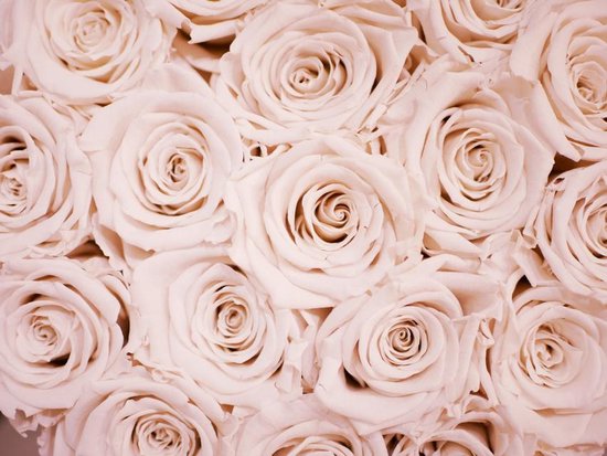leven Communicatie netwerk volwassene Rozen Behang | Toppen van lichtroze rozen | 333 x 250 cm | Extra Sterk  Vinyl Behang | bol.com