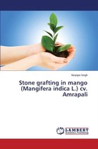 Stone grafting in mango (Mangifera indica L.) cv. Amrapali