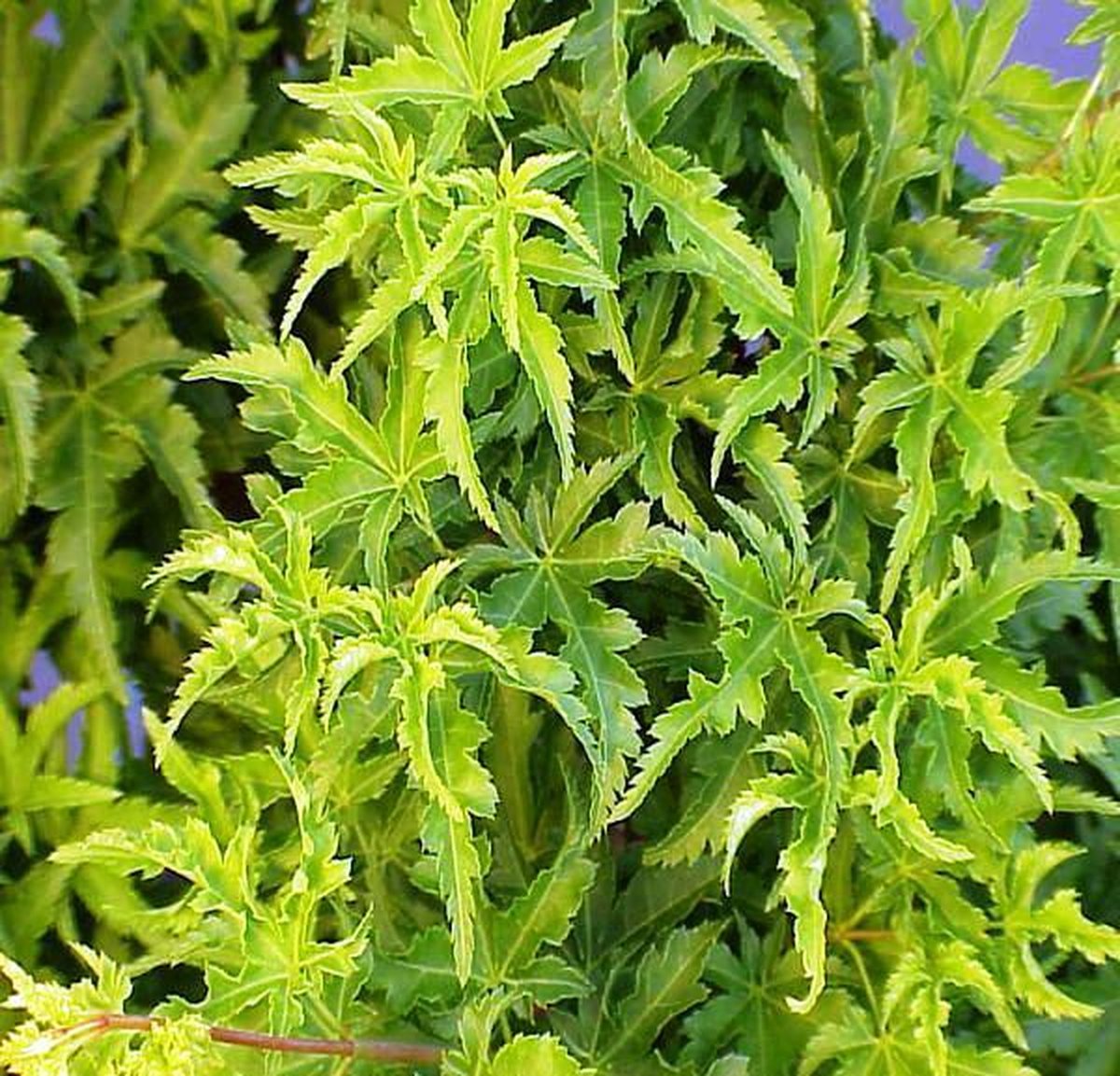 Acer Palmatum 'Shishigashira' - Japanse esdoorn 25-30 cm pot