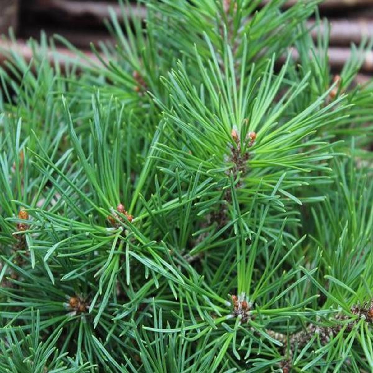 Pinus Mugo ‘Gnom’ - Bergden 25-30cm in pot | bol.com