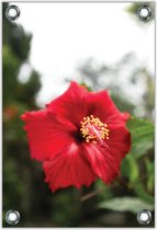 Tuinposter –Hibiscus Bloem– 80x120cm Foto op Tuinposter (wanddecoratie voor buiten en binnen)