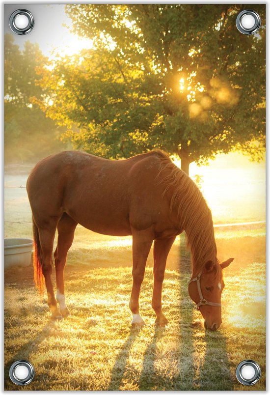 Tuinposter –Paard in Wei– 60x90cm Foto op Tuinposter (wanddecoratie voor buiten en binnen)