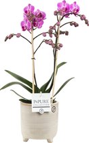 Orchidee van Botanicly – Vlinder orchidee in grijsbeige sierpot als set – Hoogte: 45 cm, 2 takken, roze bloemen – Phalaenopsis Vienna