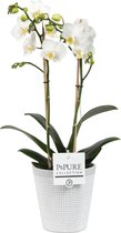 Orchidee van Botanicly – Vlinder orchidee in witte mozaïekkeramische pot als set – Hoogte: 45 cm, 2 takken, witte bloemen – Phalaenopsis Snow Flake