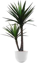 HTT - Kunstplant Yucca in Eggy wit H130 cm