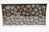 Natuurstekers - Muirii 10cm Steker Naturel 100pcs