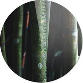 Bamboe | Wanddecoratie | 90CM x 90CM | Schilderij | Foto op plexiglas | natuur | Landschappen