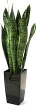 Sanseveria kunstplant 70 cm groen