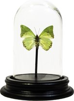 Opgezette vlinder in glazen stolp - Charaxes subornatus