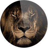 Lion | Animaux | Fermer | Plexiglas rond | Décoration murale | 80 cm x 80 cm | Peinture | Photo sur plexiglas