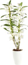 Dendrobium ‘Spring Dream Apollon’ - Orchidee wit - ↑ 50-60cm - Ø 12cm