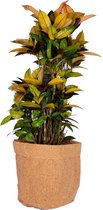 Kamerplant van Botanicly – Croton met een kurk pot als set – Hoogte: 100 cm – Codiaeum variegatum Mrs Iceton