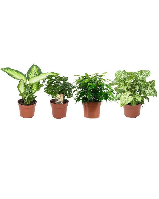 Combi deal - Keuzestress pakket (4x planten) | bol.com
