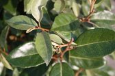 Elaeagnus Ebbingei 80/100 in pot (Olijfwilg)