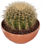Cactus van Botanicly – Schoonmoedersstoel in een terracotta schaal als set – Hoogte: 25 cm – Echinocactus Grusonii