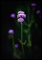 Poster Paarse Verbena - 50x70cm - Natuur Poster