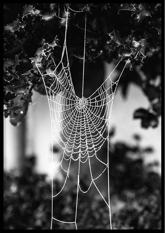 Poster Toile d'araignée - 50x70cm - Affiche Nature