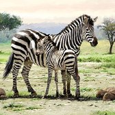 Ambiente Zebras papieren servetten