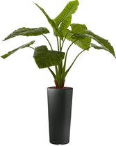 HTT - Kunstplant Philodendron in Clou rond antraciet H165 cm