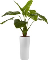 HTT - Kunstplant Philodendron in Clou rond wit H165 cm