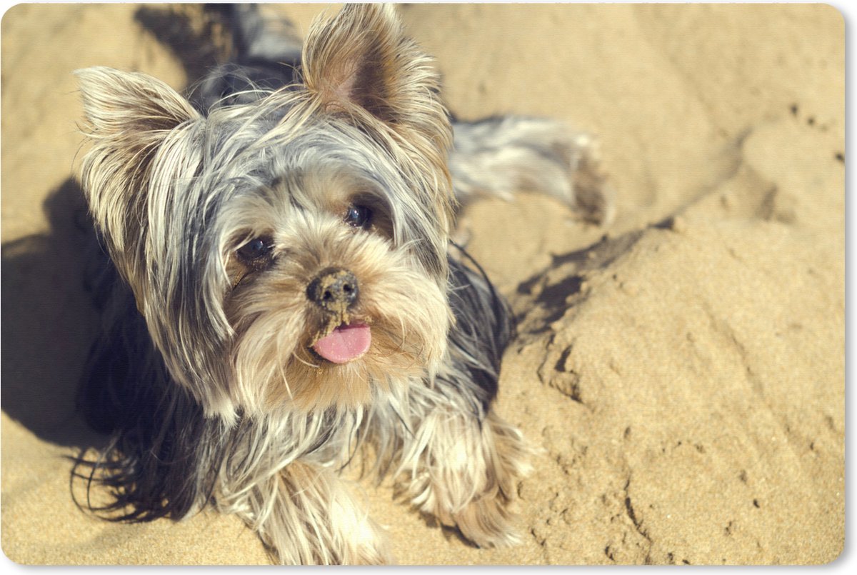 Muismat XXL 120x80 cm - Bureau onderlegger - Bureau mat Yorkshire Terrier op het strand - Bureaumat - Gaming mousepad xl - Bureaulegger groot - Computer deskmat