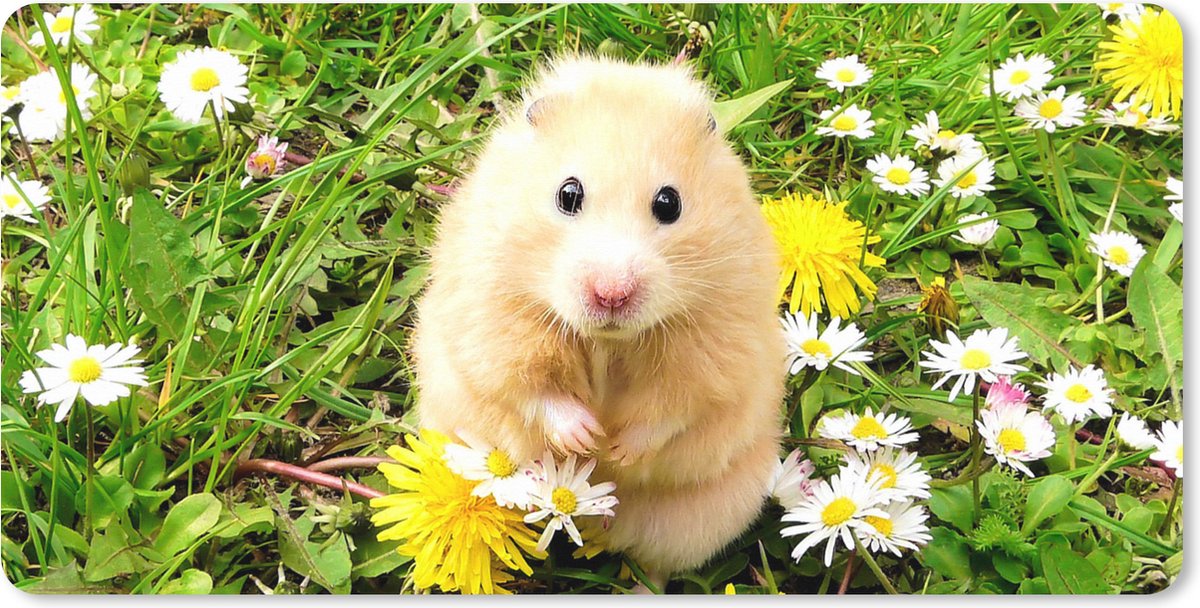Muismat XXL 120x60 cm - Bureau onderlegger - Bureau mat Hamster tussen bloemen - Bureaumat - Gaming mousepad xl - Bureaulegger groot - Computer deskmat