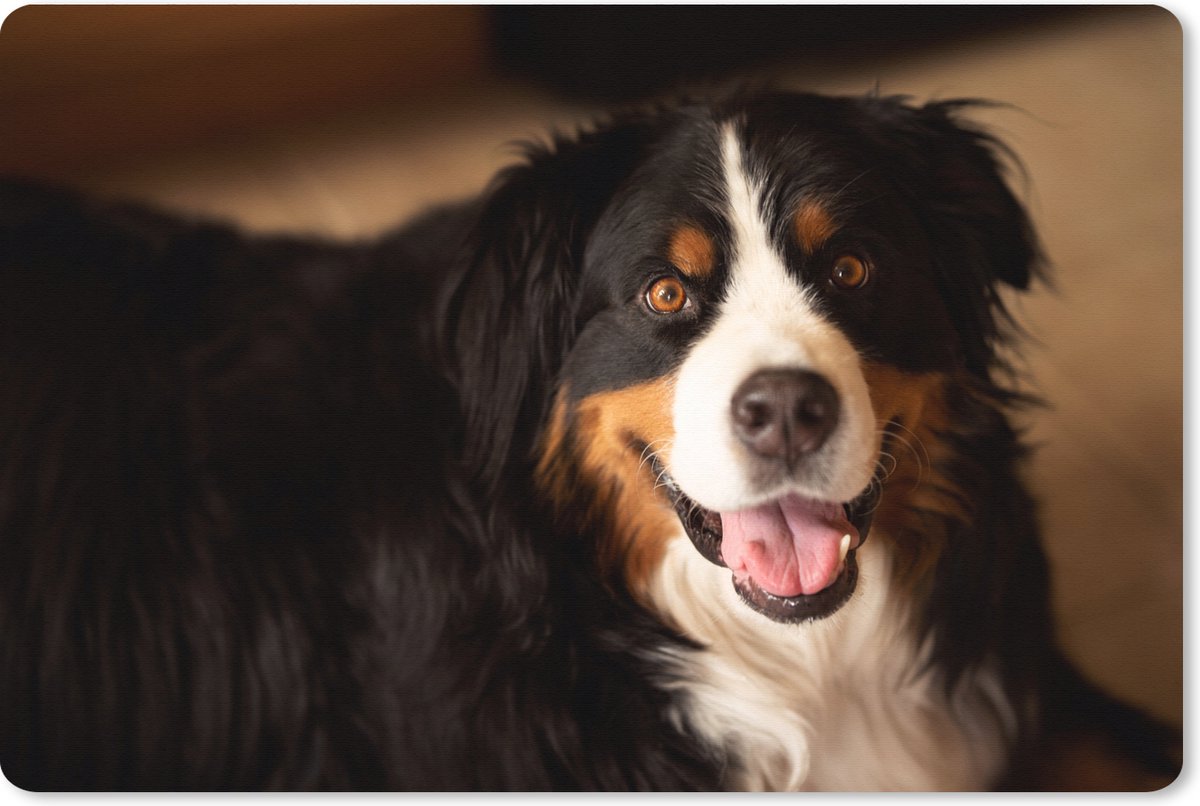 Muismat XXL 90x60 cm - Bureau onderlegger - Bureau mat Berner Sennenhond kijkt in de camera - Bureaumat - Gaming mousepad xl - Bureaulegger groot - Computer deskmat