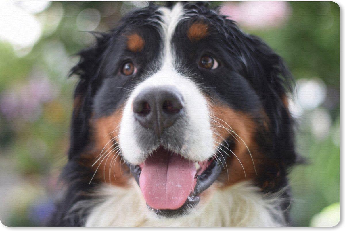 Muismat XXL 120x80 cm - Bureau onderlegger - Bureau mat Vooraanzicht van het hoofd van de Berner Sennenhond - Bureaumat - Gaming mousepad xl - Bureaulegger groot - Computer deskmat