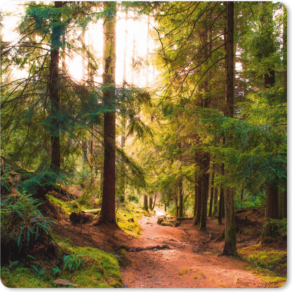 Muismat XXL 40x40 cm - Bureau onderlegger - Bureau mat Bos - Pad - Bomen - Groen - Zon - Natuur - Bureaumat - Gaming mousepad xl - Bureaulegger groot - Computer deskmat