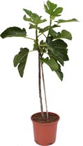 e-bloom | Vijgenboom - Ficus Carica - Tuinplant - Hoogte ca. 80 cm incl. kweekpot
