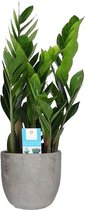 Zamioculcas in Mica sierpot Jimmy (lichtgrijs) ↨ 65cm - hoge kwaliteit planten