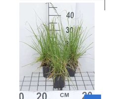 6 x Deschampsia cespitosa 'Tardiflora' - Smele - pot 9 x 9 cm