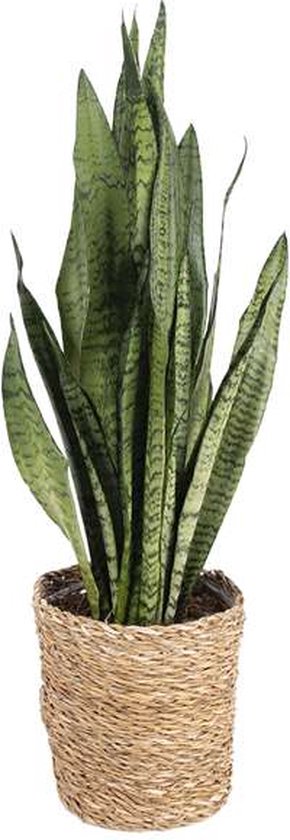 Kamerplant Van Botanicly Vrouwentongen Hoogte 70 Cm Sansevieria Trifasciata 