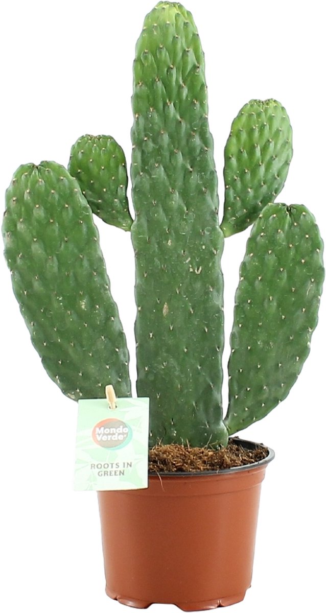 Cactusmix - Set van 6 - Cactus - Hoogte 15-20cm - ⌀10,5cm | Leen Bakker