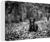 Canvas schilderij 180x120 cm - Wanddecoratie Zwarte Labrador Retriever die tussen mooie herfstbladeren ligt - zwart wit - Muurdecoratie woonkamer - Slaapkamer decoratie - Kamer accessoires - Schilderijen