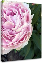 Trend24 - Canvas Schilderij - Roze Pioen In Close-Up - Schilderijen - Bloemen - 40x60x2 cm - Roze